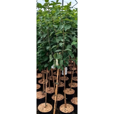 Hortensja bukietowa  POLAR BEAR NA PNIU 120CM C4